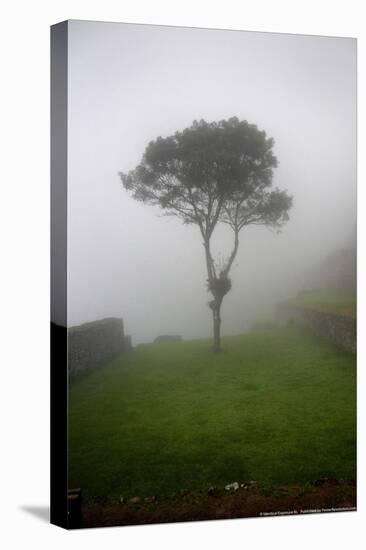 Tree in the Fog Machu Picchu Peru-null-Stretched Canvas