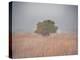 Tree in the fog-Michael Scheufler-Premier Image Canvas