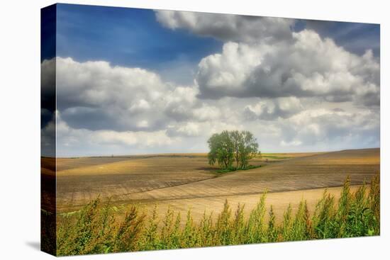 Tree in the middle of a plowed field-Michael Scheufler-Premier Image Canvas