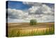 Tree in the middle of a plowed field-Michael Scheufler-Premier Image Canvas