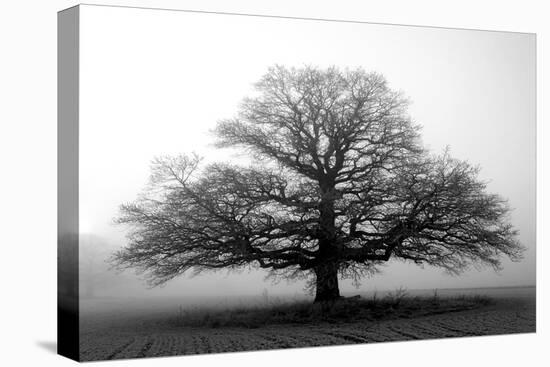 Tree in the Mist-null-Premier Image Canvas