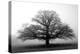 Tree in the Mist-null-Premier Image Canvas