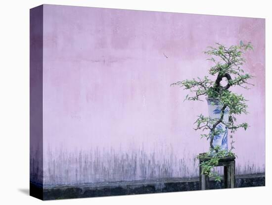 Tree in Vase and Pink Wall-Paul Souders-Premier Image Canvas