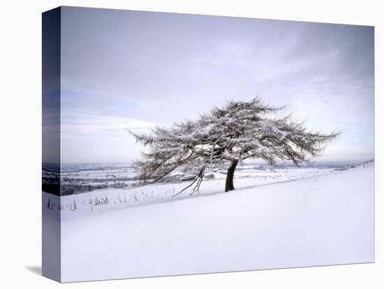 Tree in Winter Snow, North York Moors National Park, North Yorkshire, England-Gary Cook-Premier Image Canvas