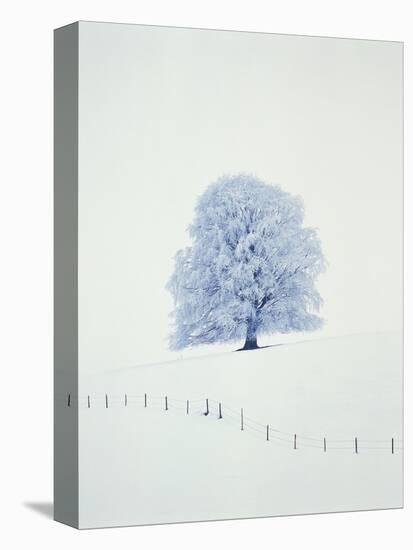 Tree in winter-Herbert Kehrer-Premier Image Canvas