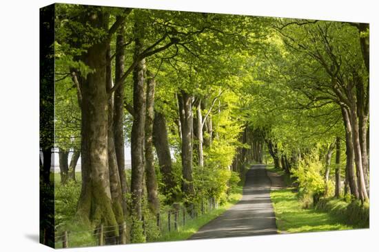Tree lined avenue in spring time, Dartmoor National Park, Devon, England. Spring (May) 2016.-Adam Burton-Premier Image Canvas