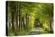 Tree lined avenue in spring time, Dartmoor National Park, Devon, England. Spring (May) 2016.-Adam Burton-Premier Image Canvas