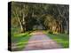 Tree Lined Country Road at Sunset, Montevideo, Uruguay-Per Karlsson-Premier Image Canvas