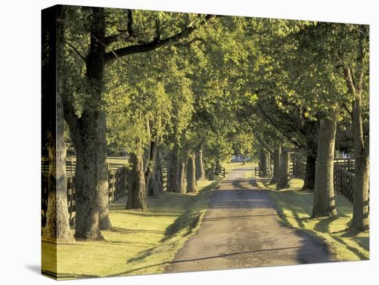 Tree-Lined Driveway, Bluegrass Region, Lexington, Kentucky, USA-Adam Jones-Premier Image Canvas