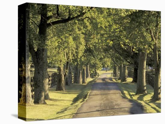 Tree-Lined Driveway, Bluegrass Region, Lexington, Kentucky, USA-Adam Jones-Premier Image Canvas