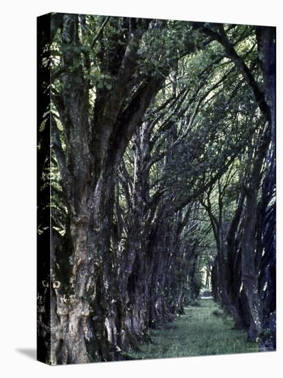 Tree Lined Path Once Led to Estate of Lady Augusta Gregory, Patron of Irish Writers-Gjon Mili-Premier Image Canvas