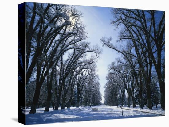 Tree Lined Promenade in Winter, Liberty Park, Salt Lake City, Utah, USA-Scott T. Smith-Premier Image Canvas