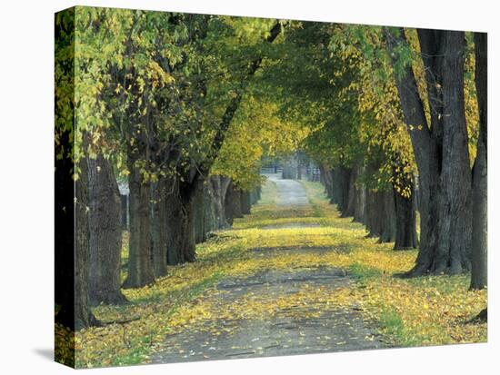 Tree-Lined Road in Autumn, Louisville, Kentucky, USA-Adam Jones-Premier Image Canvas