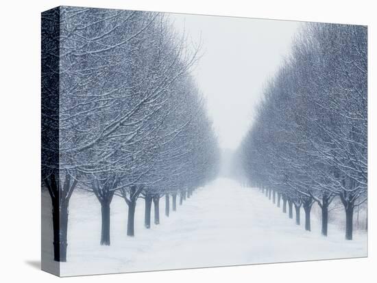 Tree-lined Road in Winter-Robert Llewellyn-Premier Image Canvas