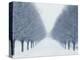 Tree-lined Road in Winter-Robert Llewellyn-Premier Image Canvas