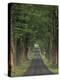 Tree-Lined Road, Louisville, Kentucky, USA-Adam Jones-Premier Image Canvas