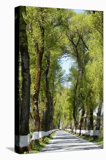 Tree lined road, Marvao, Portugal-Mauricio Abreu-Premier Image Canvas