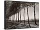 Tree Lined Street Along the Shore of Beautiful Shores of Lake Balaton-Margaret Bourke-White-Premier Image Canvas