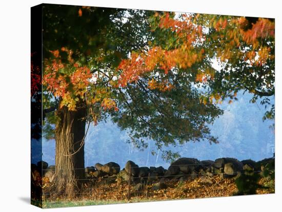 Tree Next to Stone Wall, Autumn, New England-Gary D^ Ercole-Premier Image Canvas