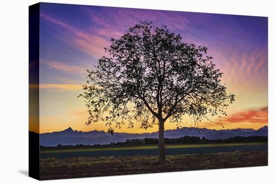 Tree of Life-Paolo De Faveri-Stretched Canvas
