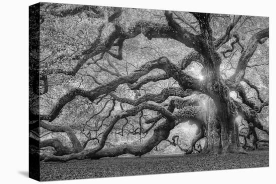 Tree of Light BW FL-Moises Levy-Premier Image Canvas