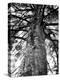 Tree of Literature at Coole Park, Partron of Many Irish Writers-Gjon Mili-Premier Image Canvas