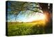 Tree on a Green Meadow at Sunset-Dudarev Mikhail-Premier Image Canvas