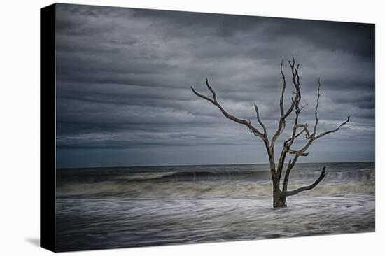 Tree on Botany Bay-Robert Lott-Stretched Canvas