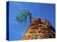 Tree on cliff, Zion National Park, Utah, USA-Roland Gerth-Premier Image Canvas