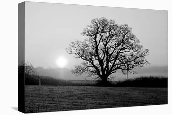 Tree on Fields-null-Premier Image Canvas