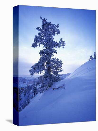 Tree on Snow Covered Hill-Jim Zuckerman-Premier Image Canvas