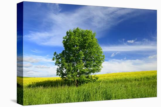 Tree on the Edge of a Rape Field in the Spring, Saalekreis, Saxony-Anhalt, Germany-Andreas Vitting-Premier Image Canvas