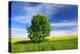 Tree on the Edge of a Rape Field in the Spring, Saalekreis, Saxony-Anhalt, Germany-Andreas Vitting-Premier Image Canvas