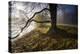 Tree on the Shore, Leaving Fog in the Back Light-Falk Hermann-Premier Image Canvas