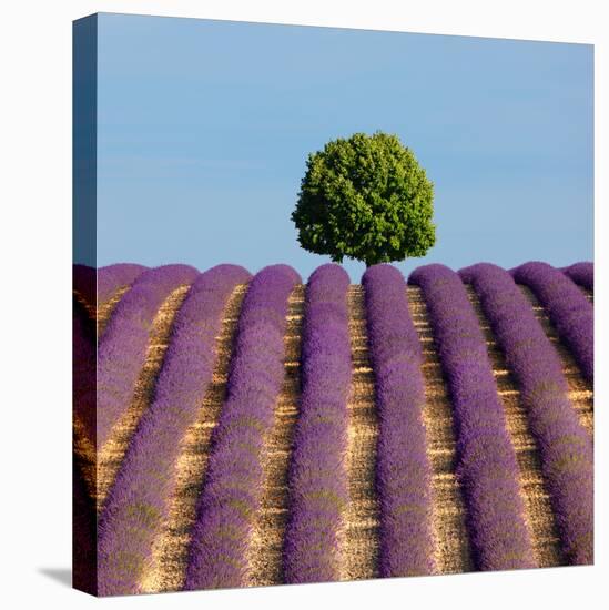 Tree on the Top of the Hill in Lavender Field-Nino Marcutti-Premier Image Canvas