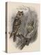 Tree Owls 1902-Vintage Apple Collection-Premier Image Canvas