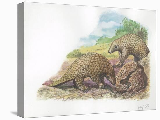 Tree Pangolins Manis Tricuspis Catching Ants-null-Premier Image Canvas