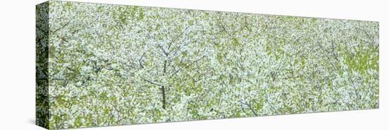 Tree Panorama I-James McLoughlin-Premier Image Canvas