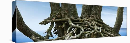 Tree Panorama VII-James McLoughlin-Premier Image Canvas