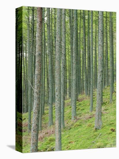 Tree Patterns, Burtness Wood, Lake District, Cumbria, England, UK-Neale Clarke-Premier Image Canvas