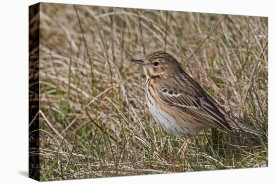 Tree pipit in grassland. Uto, Finland. May-Markus Varesvuo-Premier Image Canvas