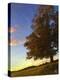 Tree Poem-Kimberly Glover-Premier Image Canvas