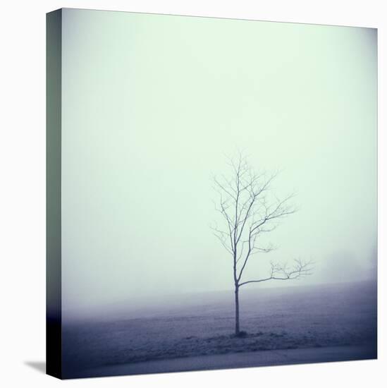 Tree Portrait, Discovery Park-Kevin Cruff-Premier Image Canvas