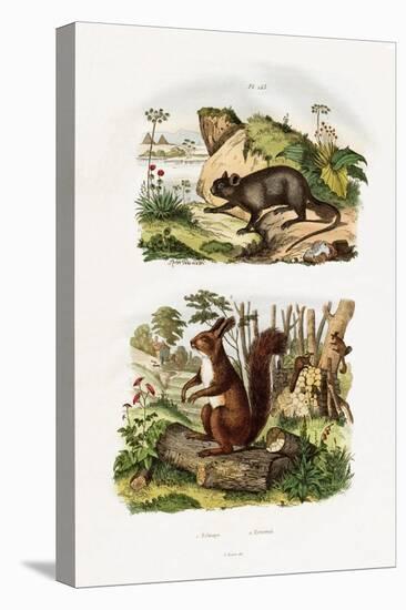 Tree Rat, 1833-39-null-Premier Image Canvas