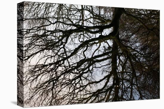 Tree Reflected in Water-Mark Sunderland-Premier Image Canvas