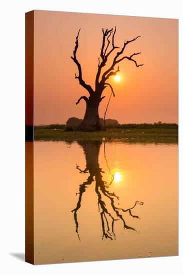 Tree reflecting in Taung Tha Man Lake near U-Bein bridge at sunset, Amarapura, Mandalay, Myanmar-Jan Miracky-Premier Image Canvas