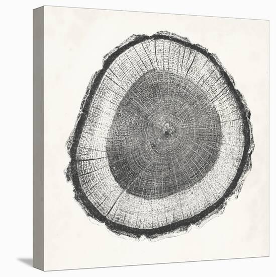 Tree Ring II-Vision Studio-Stretched Canvas