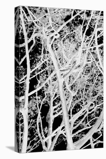 Tree Scatter-Karyn Millet-Premier Image Canvas