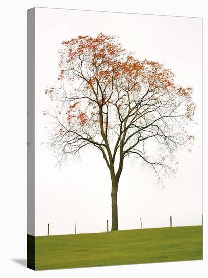 Tree Seasons III-Bill Coleman-Stretched Canvas