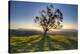 Tree Shadows-Chris Moyer-Stretched Canvas